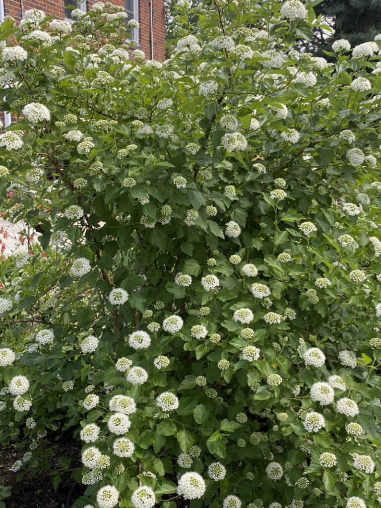 Physocarpus opulifolius Straight Species