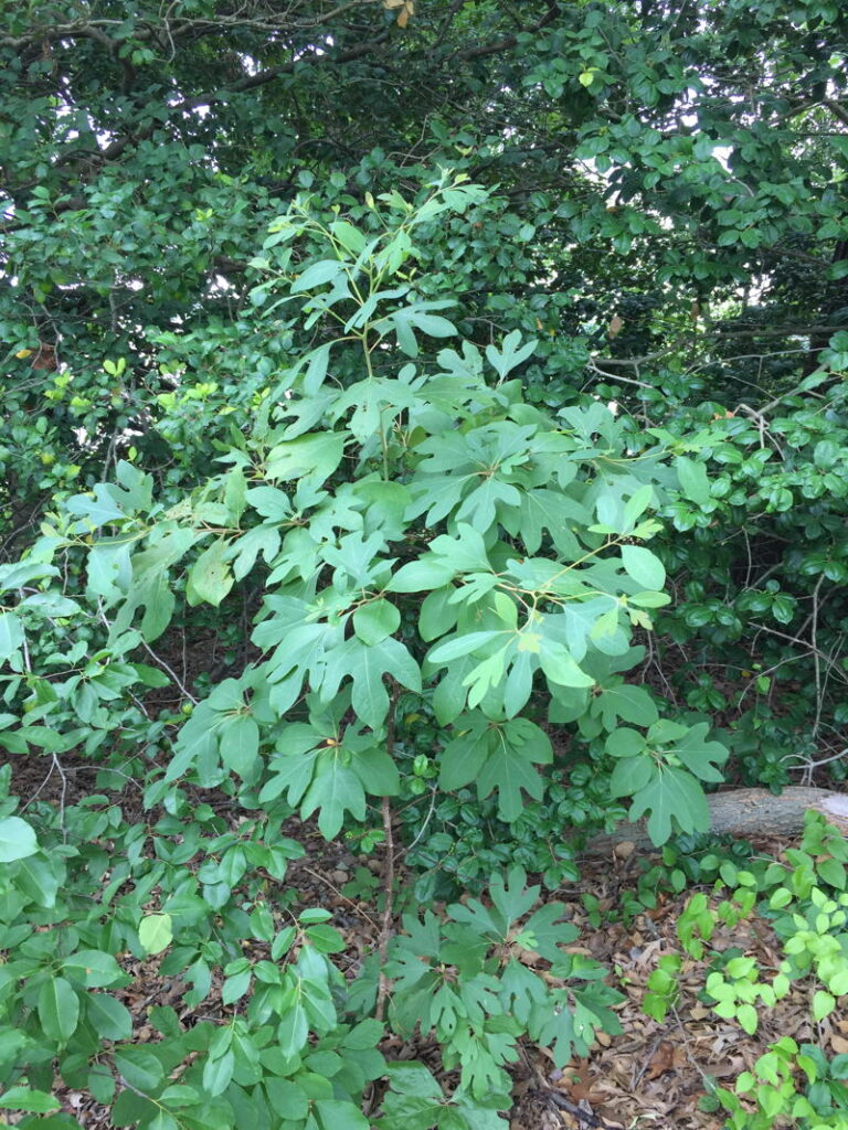 Sassafras