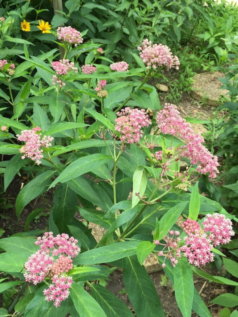 Swamp Milkweed