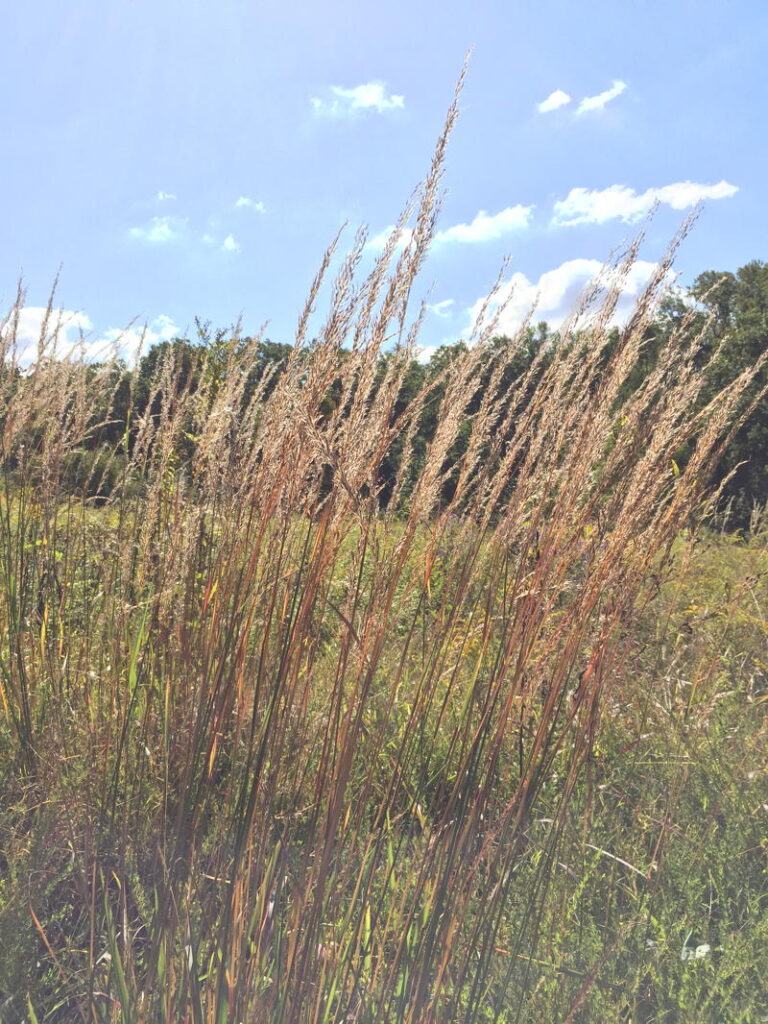 Indian Grass