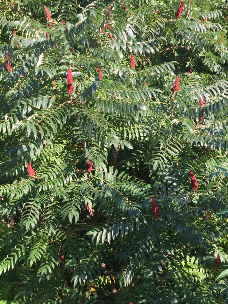 Sumac