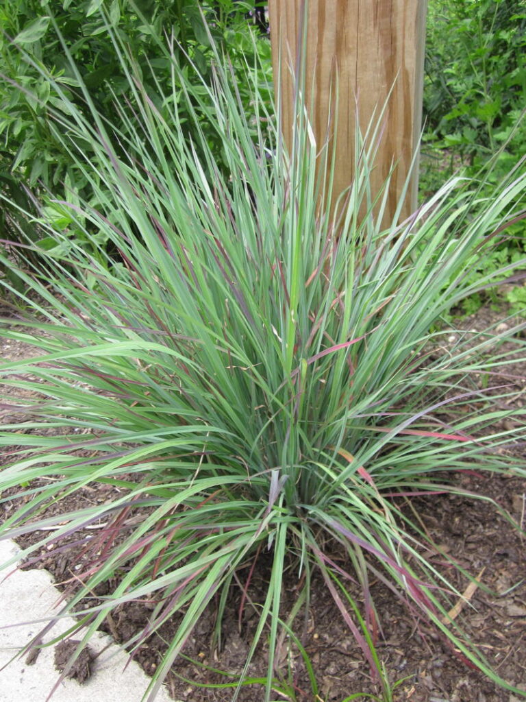 Little Bluestem