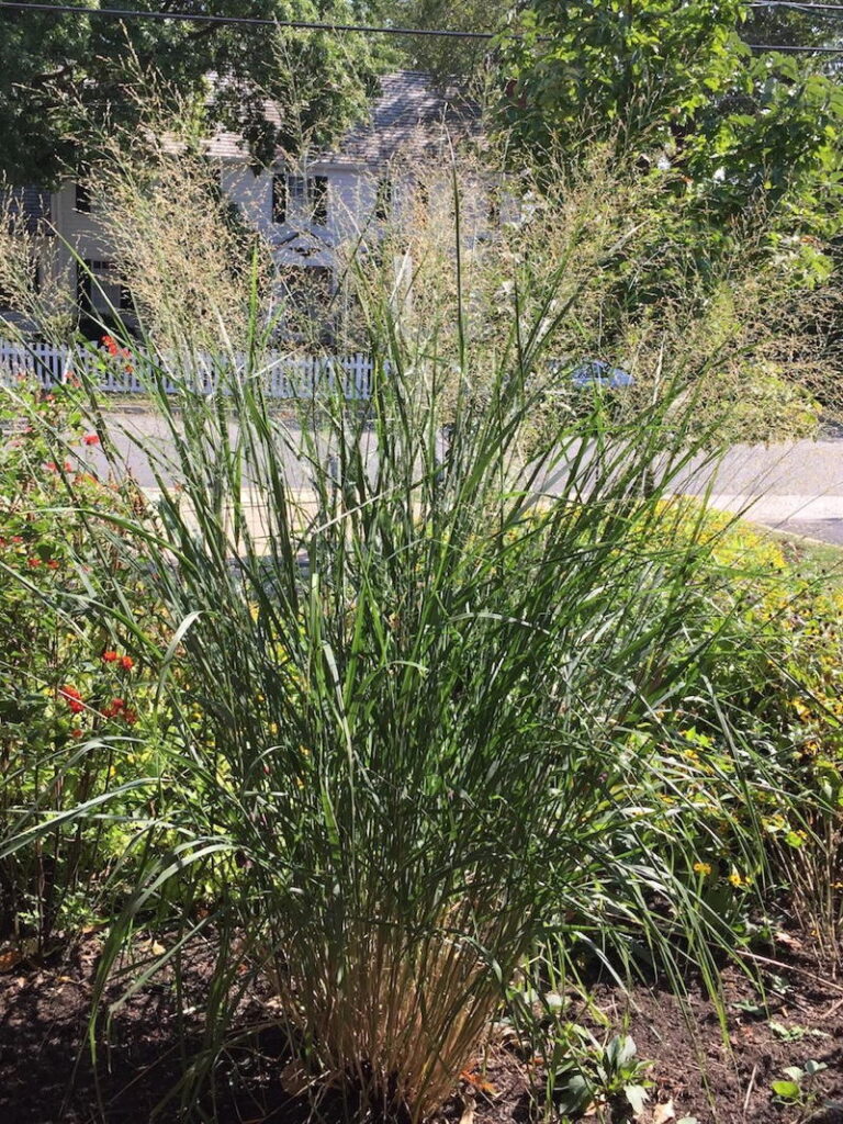 Switchgrass