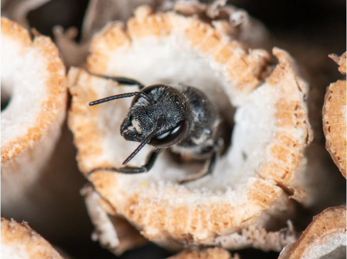 Bee in Hollow Stem