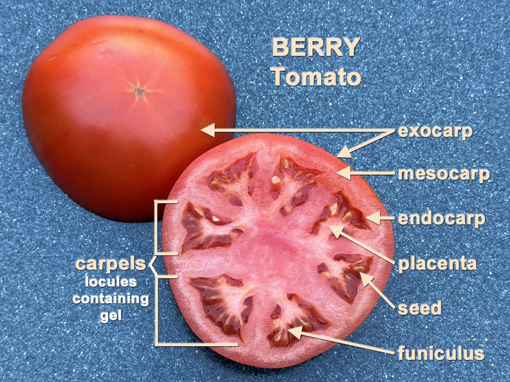 Berry (Tomato) Cross Section
