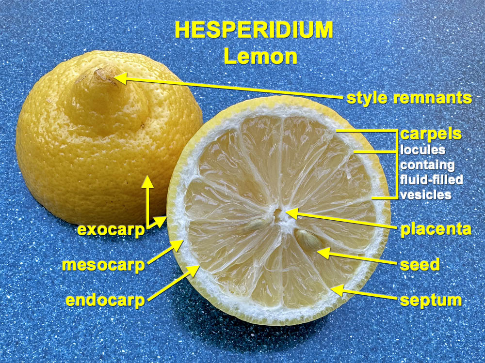 Hesperidium (Lemon) Cross-section