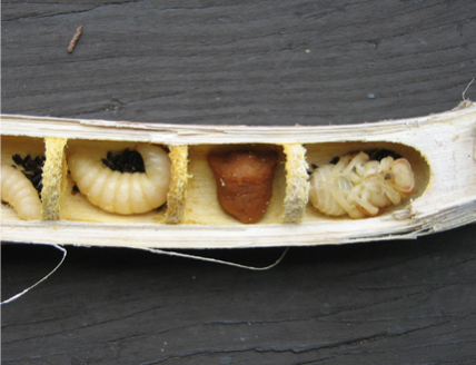 Bee Larvae in Stem 