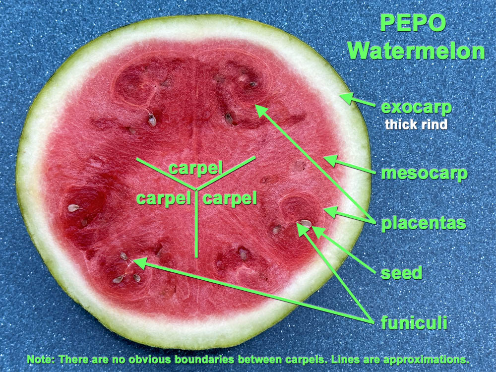 Pepo (Watermelon) Cross Section