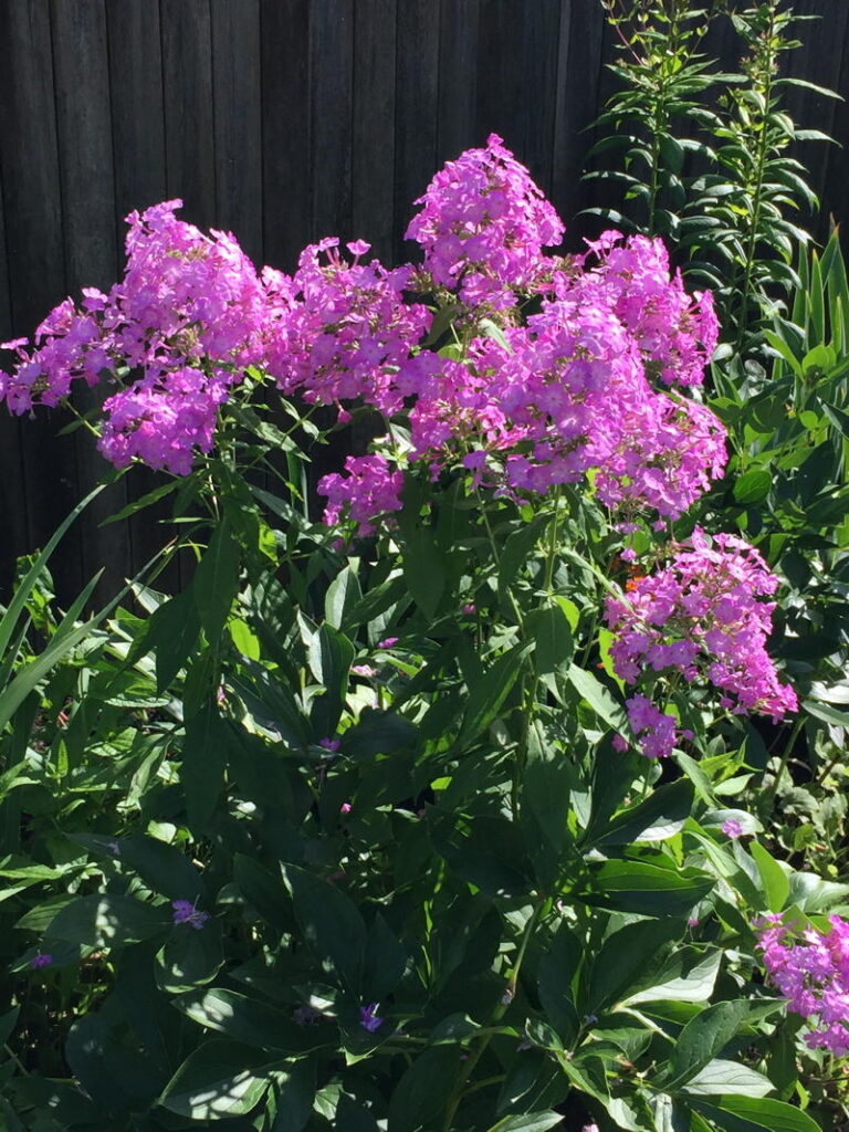 Garden Phlox