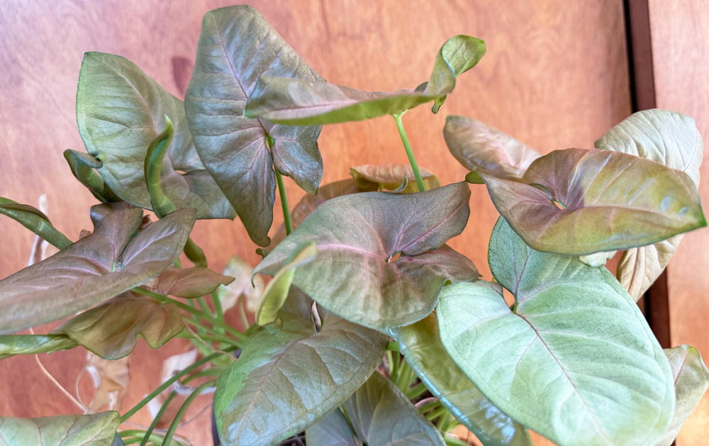 Pink Syngonium
Syngonium ‘Neon Robusta’ 