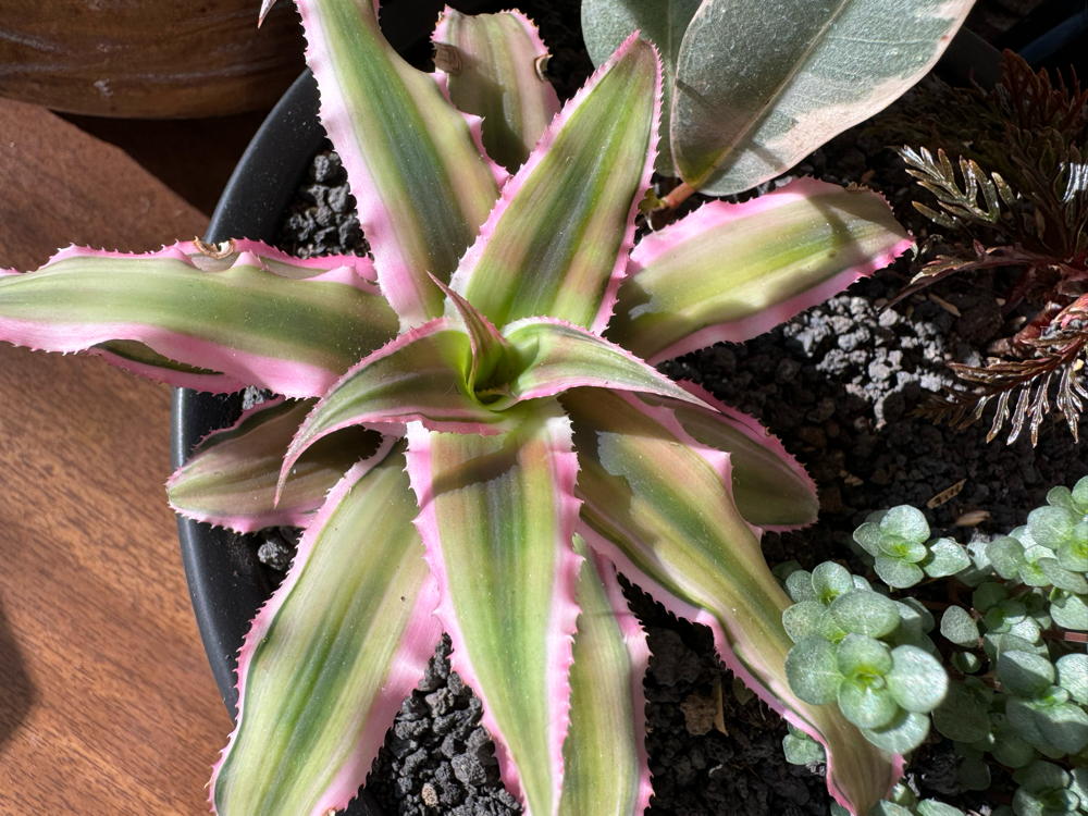Cryptanthus ‘Pink Star’ (Pink Earth Star)