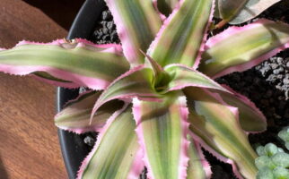 Cryptanthus ‘Pink Star’ (Pink Earth Star)
