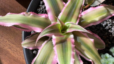 Cryptanthus ‘Pink Star’ (Pink Earth Star)