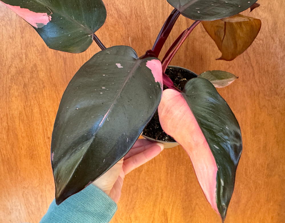 Philodendron erubescens ‘pink princess’ (Pink Princess Philodendron)