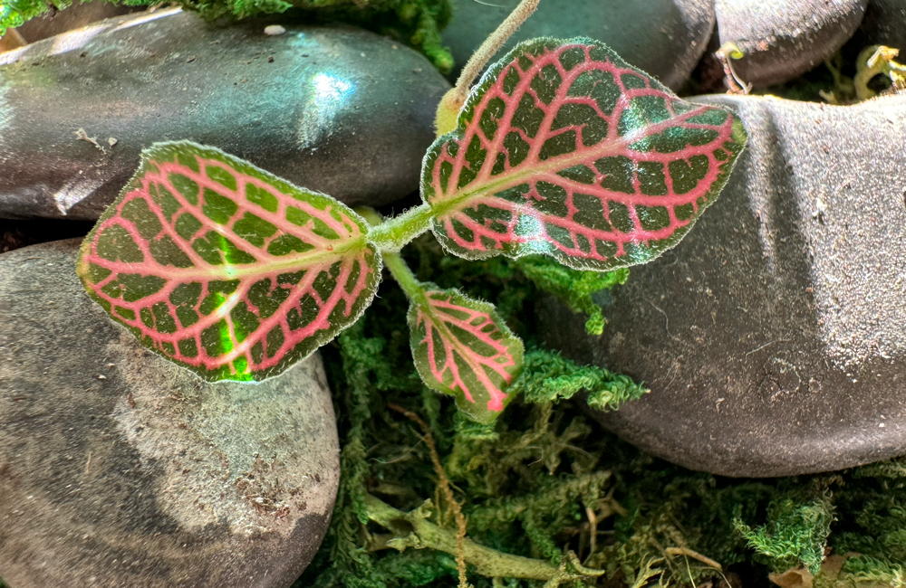 Pink Veined Fittonia
Fittonia verschaffeltii
