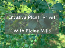 Invasive Plant: Privet title slide
