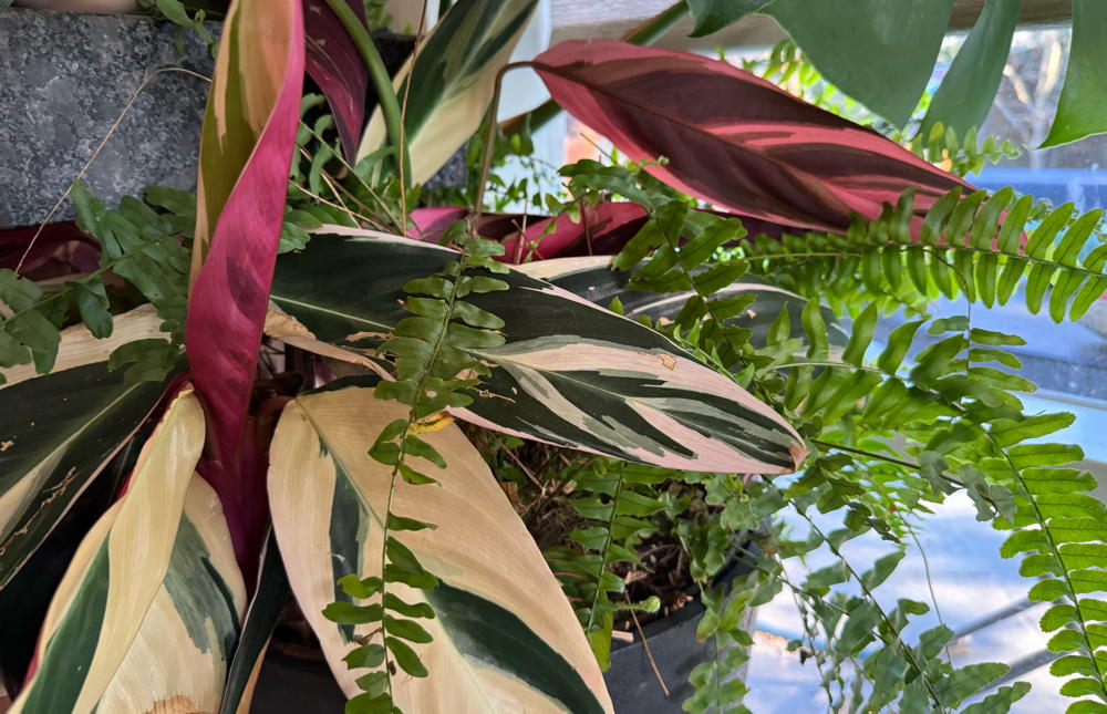 Stromanthe sanguinea `Triostar’ (Stromanthe Triostar)