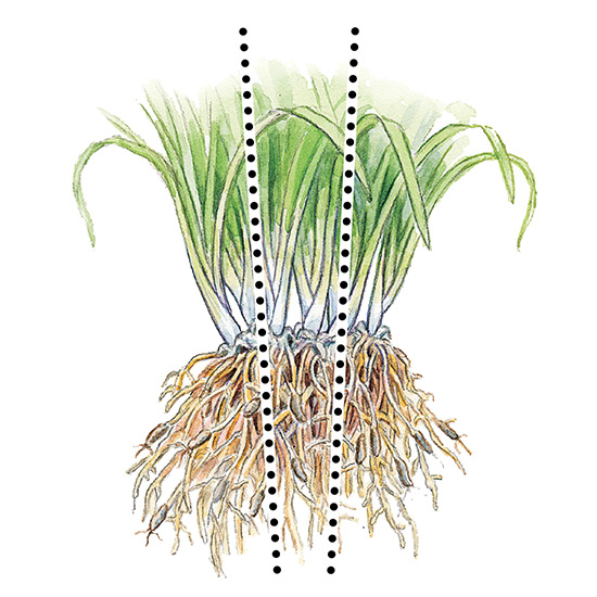 How to divide perennial clumps