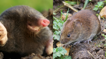moles vs voles