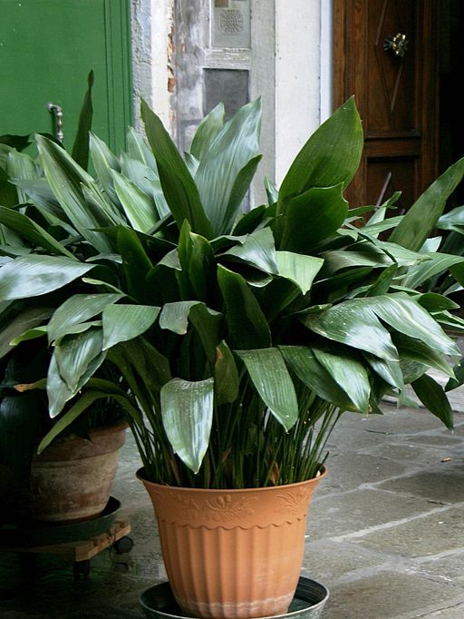 Aspidistra elatior (cast iron plant)