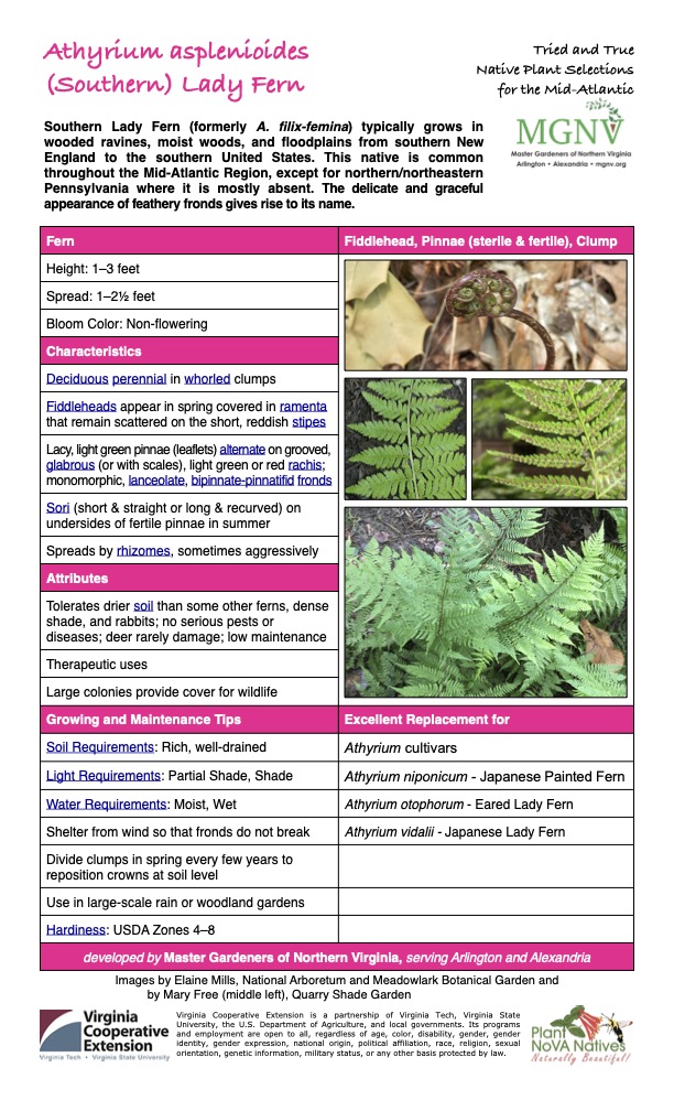 Athyrium asplenioides (Southern) Lady Fern
Tried and True Native Plant Selections for the Mid-Atlantic
Southern Lady Fern (formerly A. filix-femina) typically grows in wooded ravines, moist woods, and floodplains from southern New England to the southern United States. This native is common throughout the Mid-Atlantic Region, except for northern/northeastern Pennsylvania where it is mostly absent. The delicate and graceful appearance of feathery fronds gives rise to its name.
Fern Fiddlehead, Pinnae (sterile & fertile), Clump
Height: 1–3 feet
Spread: 1–21⁄2 feet
Bloom Color: Non-flowering
Characteristics
Deciduous perennial in whorled clumps
Fiddleheads appear in spring covered in ramenta that remain scattered on the short, reddish stipes
Lacy, light green pinnae (leaflets) alternate on grooved, glabrous (or with scales), light green or red rachis; monomorphic, lanceolate, bipinnate-pinnatifid fronds
Sori (short & straight or long & recurved) on undersides of fertile pinnae in summer
Spreads by rhizomes, sometimes aggressively
Attributes
Tolerates drier soil than some other ferns, dense shade, and rabbits; no serious pests or diseases; deer rarely damage; low maintenance
Therapeutic uses
Large colonies provide cover for wildlife
Growing and Maintenance Tips
Excellent Replacement for
Soil Requirements: Rich, well-drained
Athyrium cultivars
Light Requirements: Partial Shade, Shade
Athyrium niponicum - Japanese Painted Fern
Water Requirements: Moist, Wet
Athyrium otophorum - Eared Lady Fern
Shelter from wind so that fronds do not break
Athyrium vidalii - Japanese Lady Fern
Divide clumps in spring every few years to reposition crowns at soil level
Use in large-scale rain or woodland gardens
Hardiness: USDA Zones 4–8
developed by Master Gardeners of Northern Virginia, serving Arlington and Alexandria
Images by Elaine Mills, National Arboretum and Meadowlark Botanical Garden and by Mary Free (middle left), Quarry Shade Garden