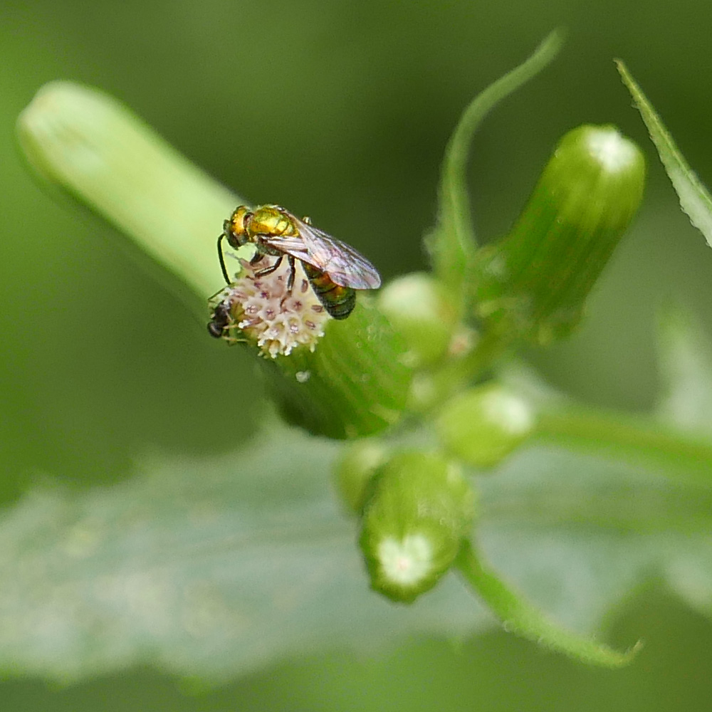 Sweat bee (probaby Augochlora pura) collecting nectar on Erechtites hieraciifolius in September.