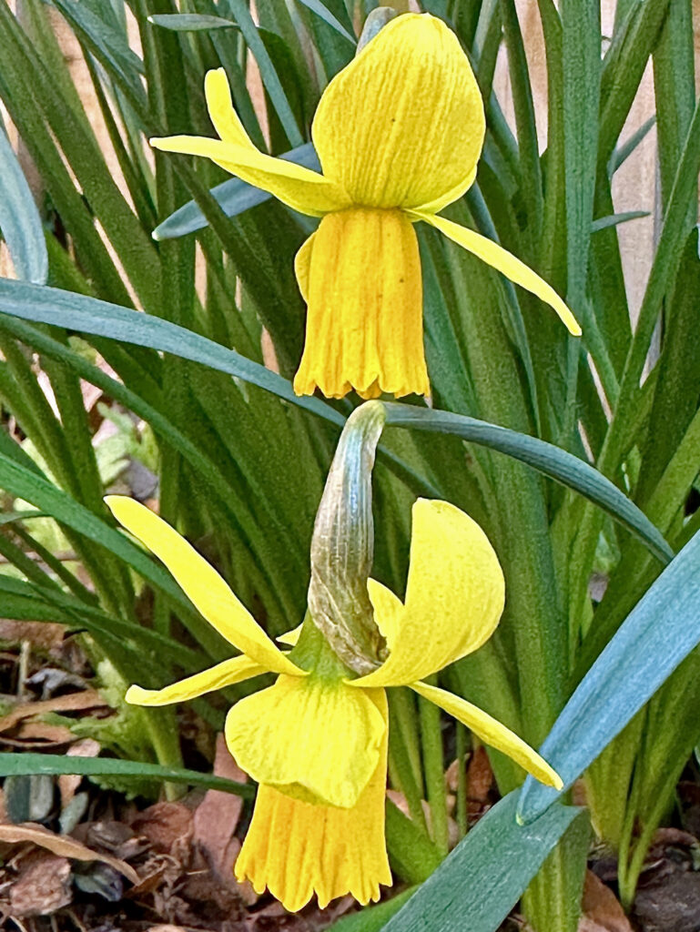 A spathe surrounds the flower spike and remains around the ovary of epigynous f<em>Narcissus</em> (jonquil) as it grows.