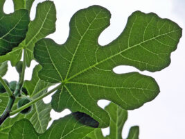 Ficus carica (common fig) palmate leaf showing branching venation.