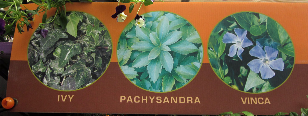 Invasive plants still sold at most nurseries and box stores. <br/>Photo © Elaine Mills