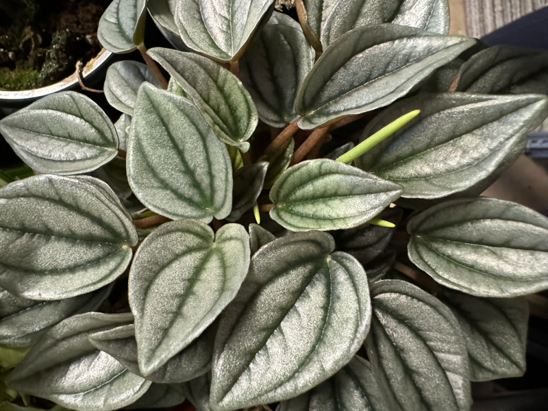 Peperomia