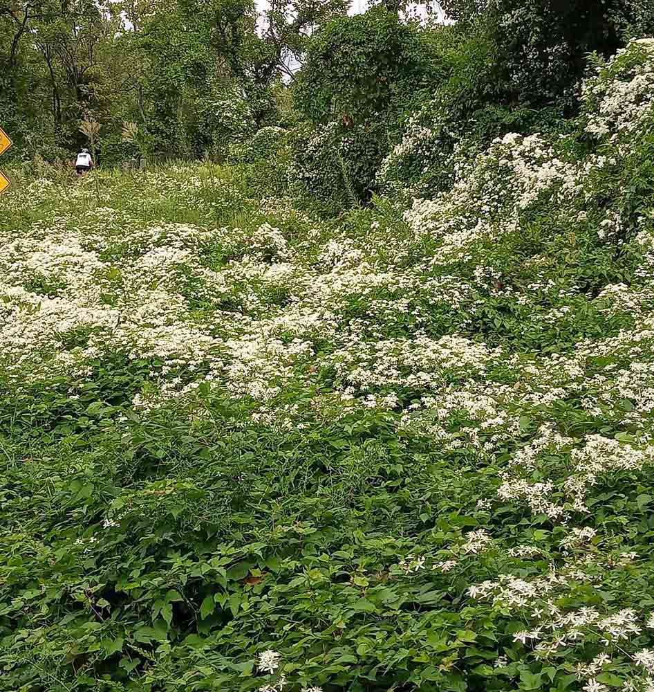 Invasive Sweet Autumn Clematis (Clematis terniflora) spreading along the Mount Vernon Trail in September.