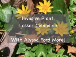Lesser Celandine title slide