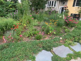 Morel front yard after.