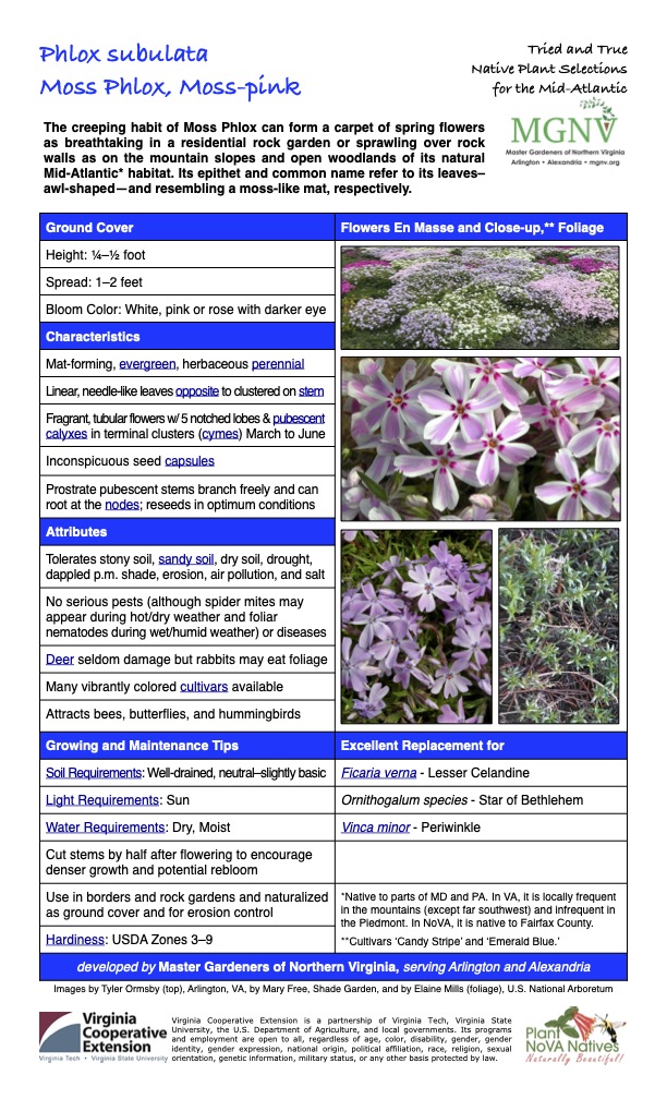 Phlox subulata Moss Phlox, Moss-pink Tried and True Native Plant Selections for the Mid-Atlantic The creeping habit of Moss Phlox can form a carpet of spring flowers as breathtaking in a residential rock garden or sprawling over rock walls as on the mountain slopes and open woodlands of its natural Mid-Atlantic* habitat. Its epithet and common name refer to its leaves—awl-shaped—and resembling a moss-like mat, respectively. Ground Cover Height: 1⁄4–1⁄2 foot Flowers En Masse and Close-up,** Foliage Spread: 1–2 feet Bloom Color: White, pink or rose with darker eye Characteristics Mat-forming, evergreen, herbaceous perennial Linear, needle-like leaves opposite to clustered on stem Fragrant, tubular flowers w/ 5 notched lobes & pubescent calyxes in terminal clusters (cymes) March to June Inconspicuous seed capsules Prostrate pubescent stems branch freely and can root at the nodes; reseeds in optimum conditions Attributes Tolerates stony soil, sandy soil, dry soil, drought, dappled p.m. shade, erosion, air pollution, and salt No serious pests (although spider mites may appear during hot/dry weather and foliar nematodes during wet/humid weather) or diseases Deer seldom damage but rabbits may eat foliage Many vibrantly colored cultivars available Attracts bees, butterflies, and hummingbirds Growing and Maintenance Tips Soil Requirements: Well-drained, neutral–slightly basic Excellent Replacement for Ficaria verna - Lesser Celandine Light Requirements: Sun Ornithogalum species - Star of Bethlehem Water Requirements: Dry, Moist Vinca minor - Periwinkle Images by Tyler Ormsby (top), Arlington, VA, by Mary Free, Shade Garden, and by Elaine Mills (foliage), U.S. National Arboretum Virginia Cooperative Extension is a partnership of Virginia Tech, Virginia State University, the U.S. Department of Agriculture, and local governments. Its programs and employment are open to all, regardless of age, color, disability, gender, gender identity, gender expression, national origin, political affiliation, race, religion, sexual orientation, genetic information, military status, or any other basis protected by law. Cut stems by half after flowering to encourage denser growth and potential rebloom Use in borders and rock gardens and naturalized as ground cover and for erosion control *Native to parts of MD and PA. In VA, it is locally frequent in the mountains (except far southwest) and infrequent in the Piedmont. In NoVA, it is native to Fairfax County. **Cultivars ‘Candy Stripe’ and ‘Emerald Blue.’ Hardiness: USDA Zones 3–9 developed by Master Gardeners of Northern Virginia, serving Arlington and Alexandria