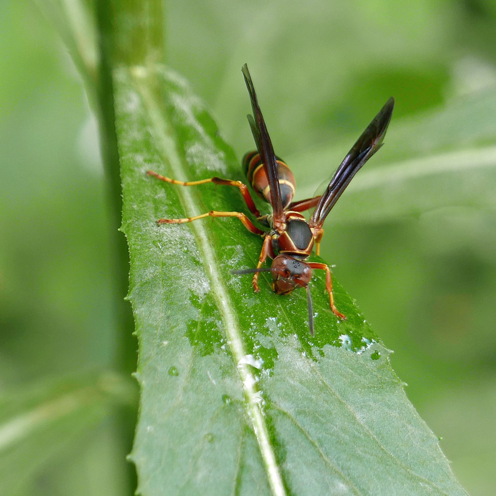 Northern paper wasp (Polistes fuscatus) on a sessile leaf of Erechtites hieraciifolius in September.
