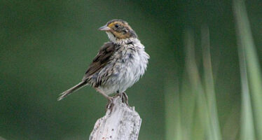 A saltmarsh sparrow (Ammospiza caudacuta), a species of conservation concern, perches on a snag in July in a salt marsh along the Atlantic coast. Photo courtesy Bri Benvenuti, U.S. Fish and Wildlife Service