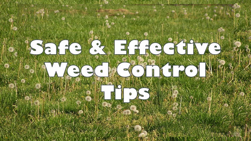 Safe and effective Weed control tips