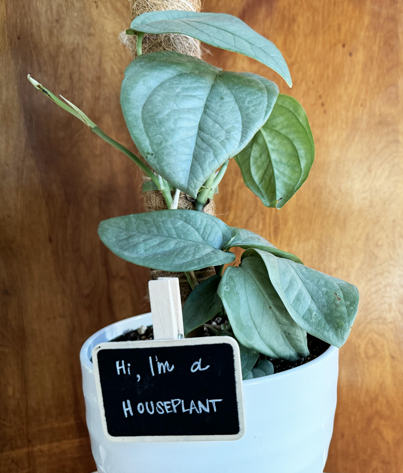 Houseplant with sign