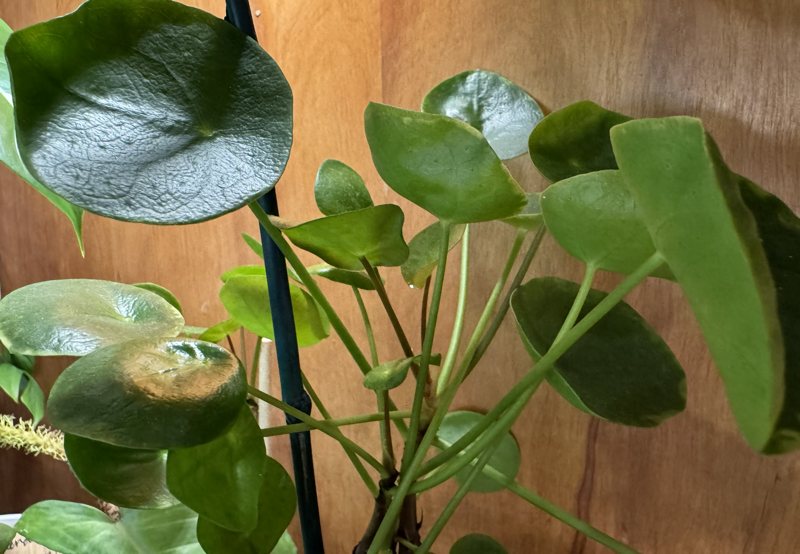 Pilea peperomioides (money plant)