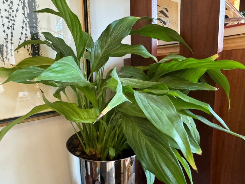 Spathiphyllum (peace lily) 