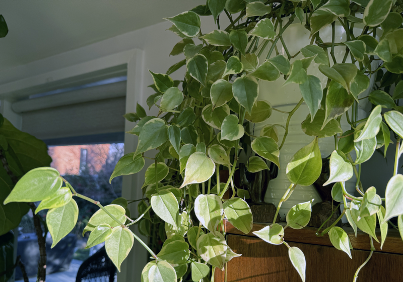 variegated peperomia scandens