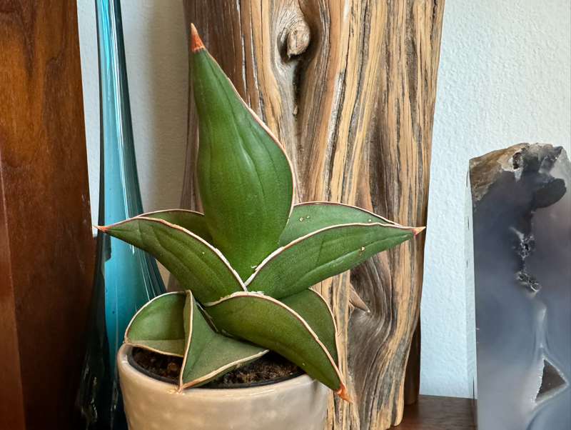 Dracaena, formerly Sansevieria(snake plants)
