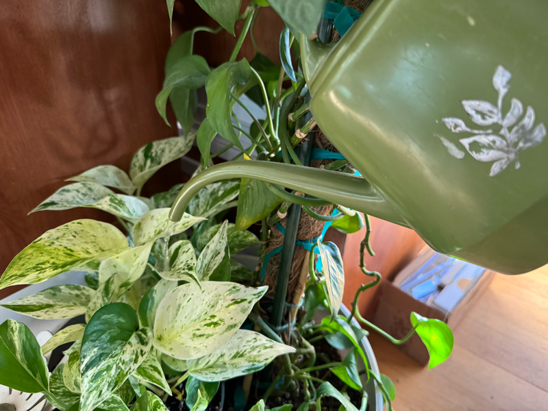 Green watering can with palnt.