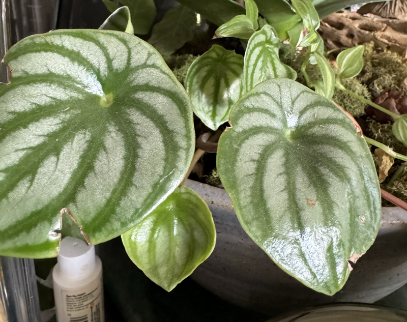 Peperomia argyreia (watermelon peperomia)