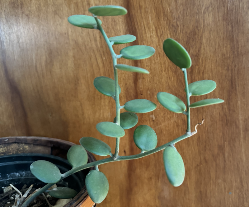 Xerosicyos danguyi (silver dollar plant)
