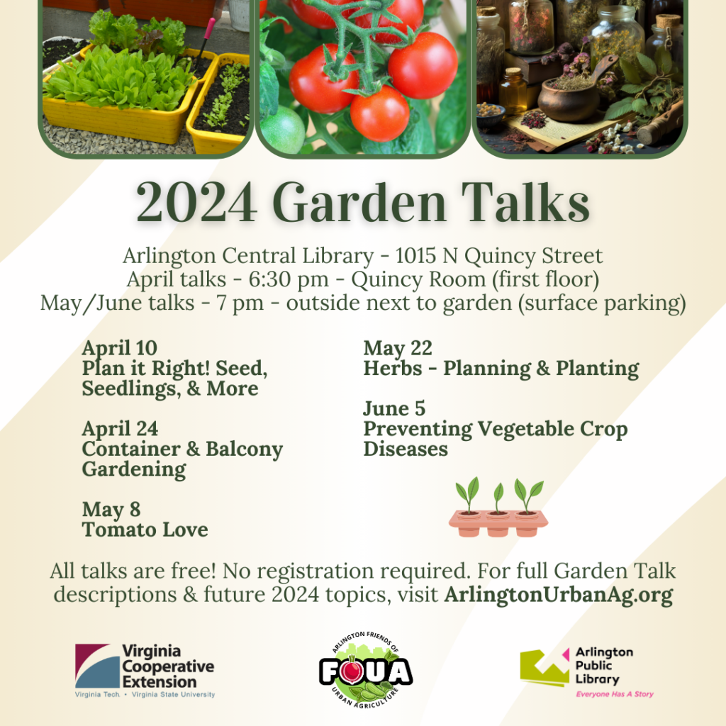 2024 Garden Talks Flyer
Arlington Central Library – 1015 N Quincy Street

April talks – 6:30 pm – Quincy Room (first floor)
May/June talks – 7 pm – outside next to garden (surface parking)

Check back soon for summer Garden Talk topics!

April 10 – Plan it Right! Seed, Seedlings, & More
Plant your seeds and seedlings so they’ll happily grow for you, and learn when and how to start seedlings from experienced gardeners. 

April 24 – Container & Balcony Gardening
You don’t need a yard to grow your own herbs and vegetables. Find out how container gardening can work for you.

May 8 – Tomato Love
Tomatoes are a popular crop in home gardens. Learn how you can grow and maintain tomatoes to make the most of your crop.

May 22 – Herbs – Planning & Planting
Fresh herbs can take your cooking from good to great. There are herbs for all cuisines and growing conditions. Which will you grow? How do you grow them? Where do they fit with your vegetables?

June 5 – Preventing Vegetable Crop Diseases
Our area’s hot, humid summers make vegetables vulnerable to diseases. Learn how to recognize and control their occurrence and spread.