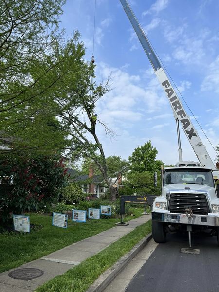 Crane for removing sections of tree.