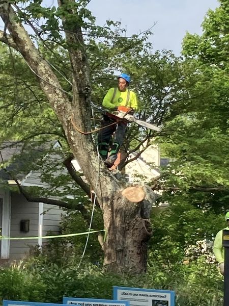 Worker cutting down tree