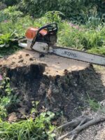 Stump of red maple tree