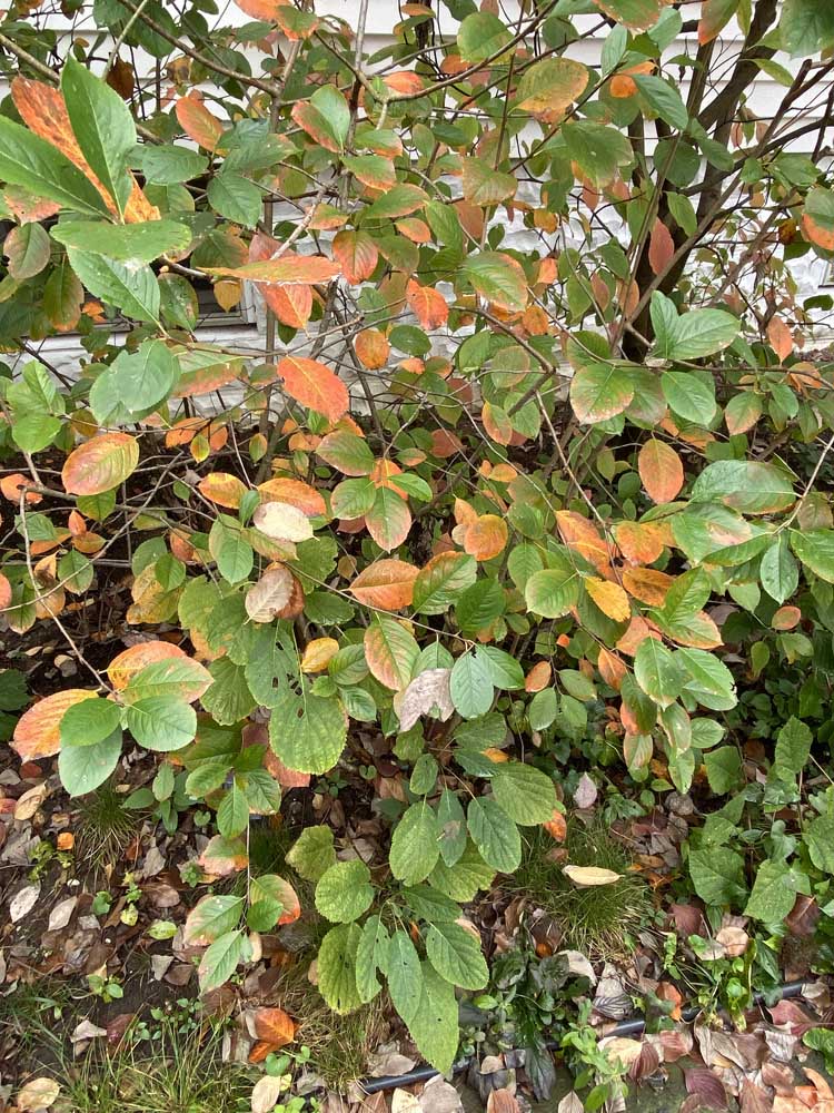 Aronia melanocarpa (Black Chokeberry) in October